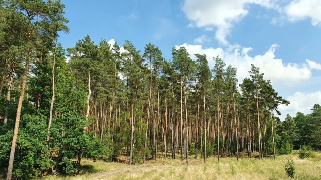 58e42e_30145729a62e495cb68a9ed2ccea70da~mv2